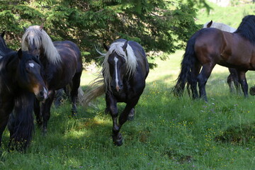 Mehrere schöne Noriker Hengste auf der Almweide im Schatten von Bäumen © Grubärin