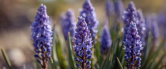 Obraz premium High detail photo of desert hyacinth flowers with sharp focus