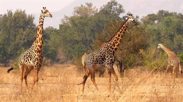 two Masai giraffe, Giraffa camelopardalis tippelskirchi, walking together, mating season 177
