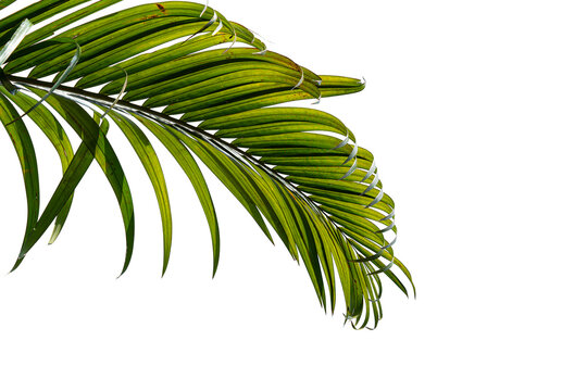Fresh summer background with tropical green palm leaf isolated on white copy space.