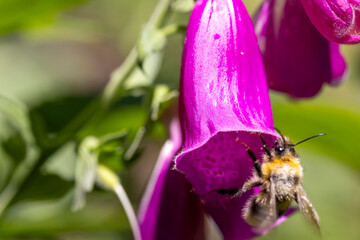 Bumblebee collecting nectar inside purple foxglove flower © Barosanu
