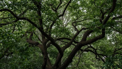 Fototapeta premium Intricate tree branches against a lush green background