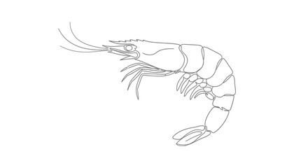 Fototapeta premium Line drawing of a shrimp illustration