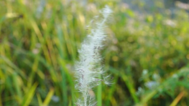 Close up of wild Imperata cylindrica fluffy grass swaying with natural movement in golden hour sunlight, highlighting rural landscapes and environmental sustainability in Southeast Asia.