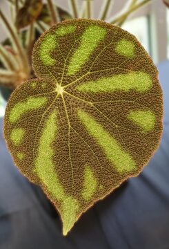 Begonia variegata leaf with bright green and dark brown patterning, textured surface and strong vein contrast.