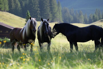 Mehrere schöne Noriker Hengste auf der Almweide im Schatten von Bäumen © Grubärin