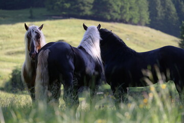 Mehrere schöne Noriker Hengste auf der Almweide im Schatten von Bäumen © Grubärin