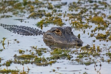 Fototapeta premium Juvenile alligator swimming in wetland