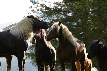 Mehrere schöne Noriker Hengste auf der Almweide im Schatten von Bäumen © Grubärin