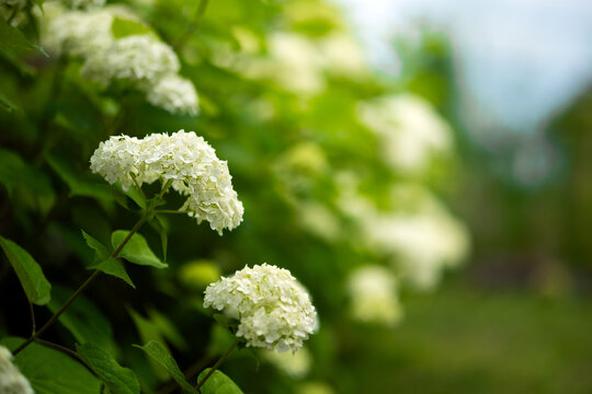 Blooming white Annabelle hydrangea flowers in lush summer garden with soft bokeh and natural light. Elegant floral background with green foliage and copy space for garden, landscape and season design.