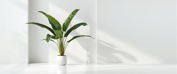 Potted tropical banana palm plant shown on minimal white background