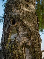 Obraz premium Close-up of textured birch tree trunk bark with a natural hollow knot hole