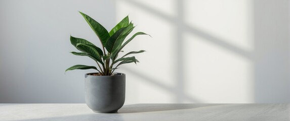 Terrestrial indoor plant in a modern pot displayed on a minimalist table surface