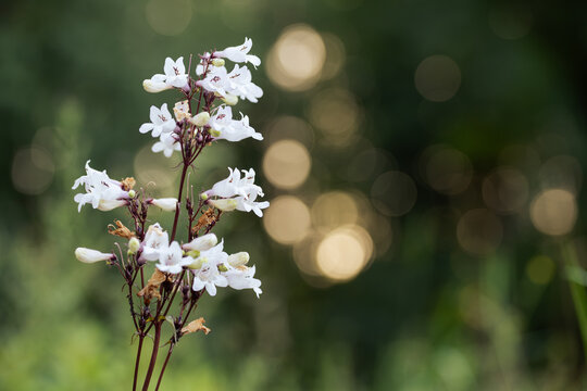 Penstemon digitalis Husker's Red blooming in a garden, selective focus on white foxglove beardtongue flowers with beautiful golden bokeh background