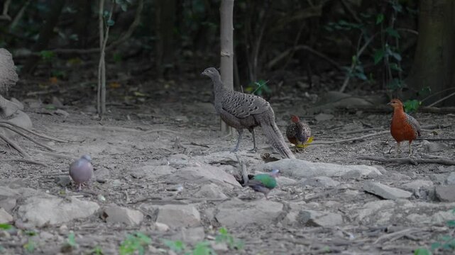 Grey Peacock Pheasant Polyplectron bicalcaratum Spectacled birds search for seeds on the ground in mountain forests.