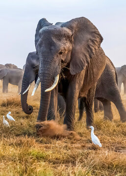 Elephant kicking up dust in Amboseli National Park, Kenya
