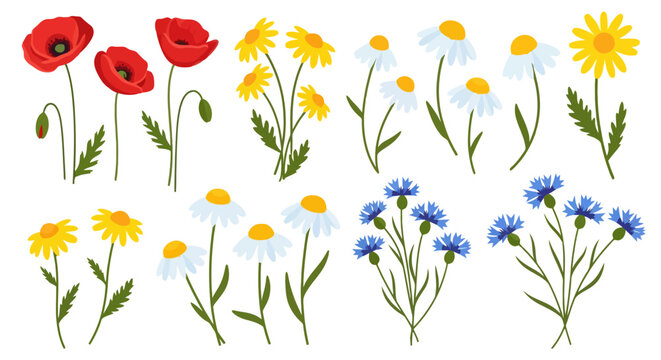 A collection of vibrant wildflowers including red poppies, yellow dandelions, white daisies, and blue cornflowers on a white background.