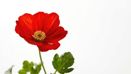 Fototapeta premium Focused image of red nasturtium bloom in studio with white background and clear detail with copy space
