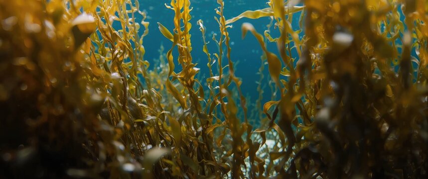 Underwater view of brown seaweed in clear water