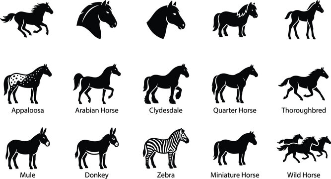Horse and Equine Silhouette Vector Icon Set Featuring Domestic Breeds Wild Equids and Equestrian Animals for Nature Design