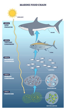 Marine food chain outline shows energy flow from phytoplankton to shark via tuna, powered by sunlight, a brief diagram of trophic levels. Outline diagram