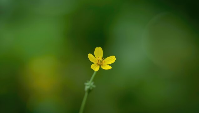 Tiny yellow wedelia chinensis flower isolated on a blurred green background