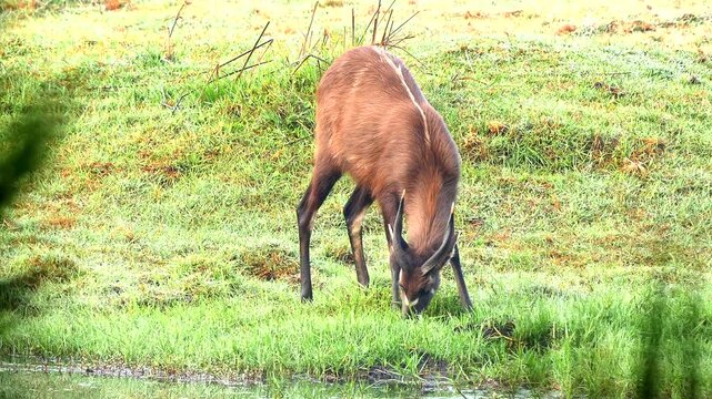 Sitatunga buck, Tragelaphus spekii, eats fresh grass by the river 144