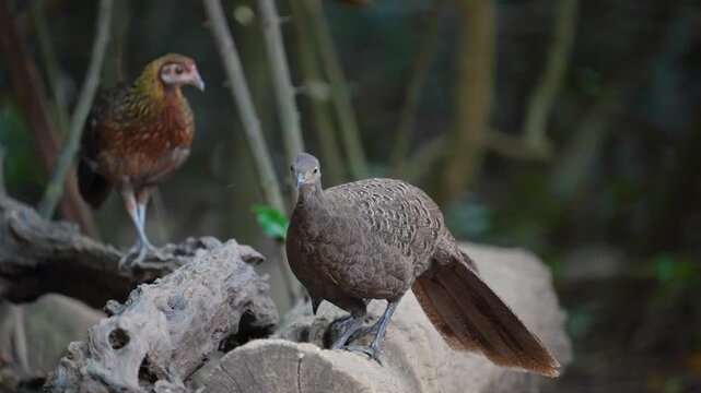 Grey Peacock Pheasant Polyplectron bicalcaratum Spectacled birds search for seeds on the ground in mountain forests.