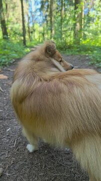 Cute fox-like Shetland Sheepdog from behind standing on a sunny trail in the woods, watching the beautiful green forest