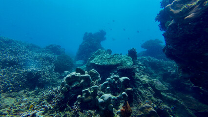 Naklejka premium Coral reef landscape with massive hard corals in tropical waters. Layers of living reef fade into the blue, revealing the depth, diversity and beauty of a healthy marine ecosystem.