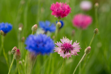 Fototapeta premium Beautiful selective focus photography of a colorful cornflower in a summer garden.