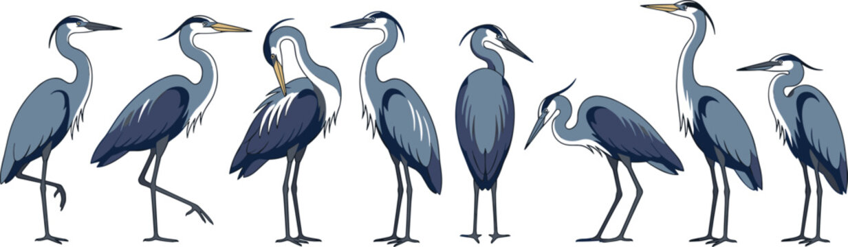 Great blue heron bird vector illustration set. Long legged waterbirds, standing profile poses, preening feathers, walking, blue and grey plumage, wetland wildlife and isolated animal clip art.