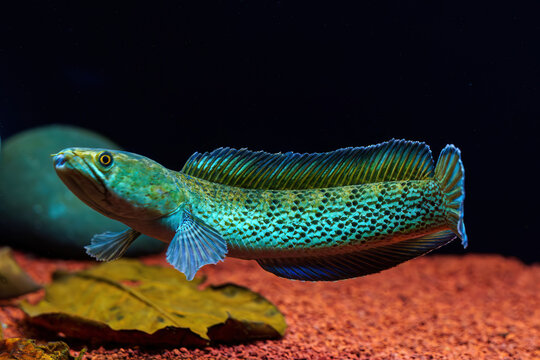 Side profile of a beautiful Channa stewartii snakehead fish in a dark aquarium biotope