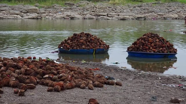 Large piles of collected coconuts sit on a sandy riverbank and in blue coracle boats at the Sangam in Ganagapur. This Hindu pilgrimage site in Karnataka shows the collection of ritual offerings.