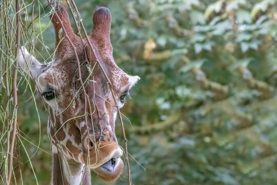 Reticulated giraffe eating foliage in forest setting with copy space and peaceful mood