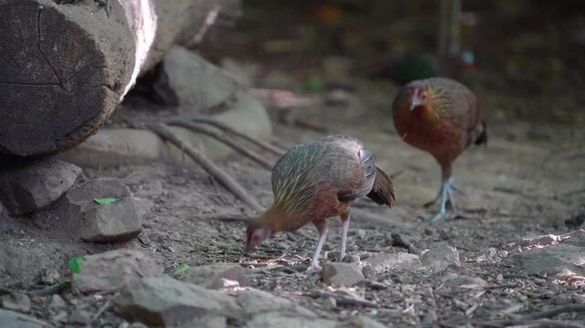 A female Red Junglefowl (Gallus gallus) eating worms on the ground.
