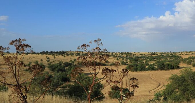 Summer hilly landscape with wheat field in Alta Murgia National Park, in Apulia region southern Italy.