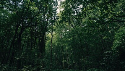 Obraz premium Dense forest with tall green trees and sunlight filtering through