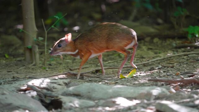 Lesser mouse-deer (Tragulus kanchil ) forage on the ground in the forest.