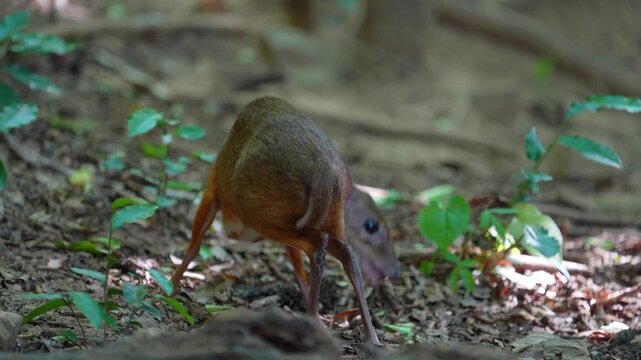 Lesser mouse-deer (Tragulus kanchil ) forage on the ground in the forest.