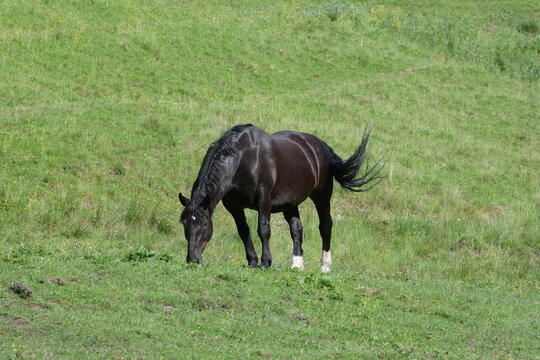 Sehr dickes schwarzes Pferd grast auf einer sommerlichen Wiese