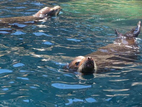 sea lions in a sea in Baja California Sur, Mexico