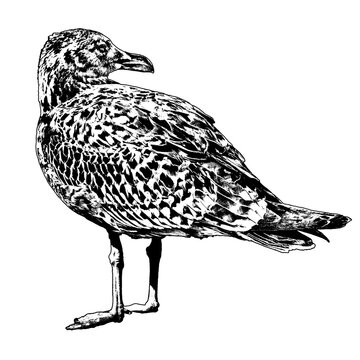 Juvenile legged gull standing drawing
