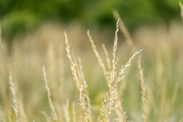 Fototapeta premium Dry meadow grasses glow in warm summer light with shallow depth of field. Fine plant textures stand out against a soft green background.