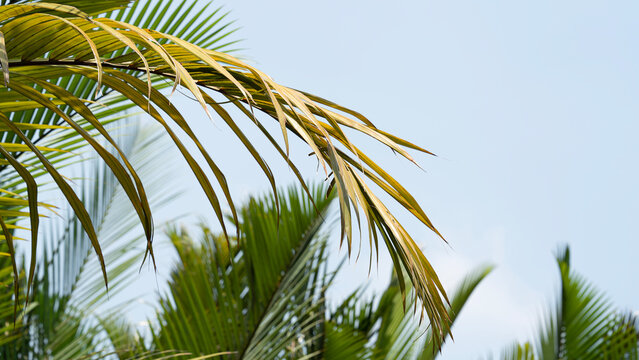 Dry tropical palm leaf against blue sky background with global warming concept.