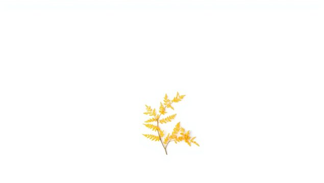 Natural Daru Haldi isolated for holistic wellness on white background