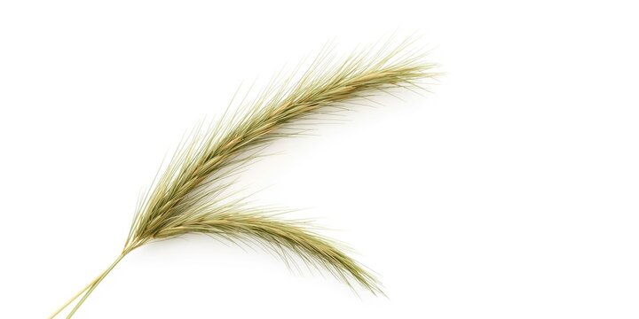Natural quack grass herb against pure white