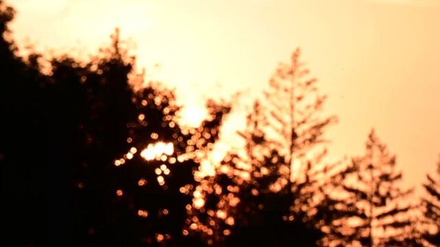 Vivid bokeh close up of a sunrise trees in silhouette cinematic abstract nature