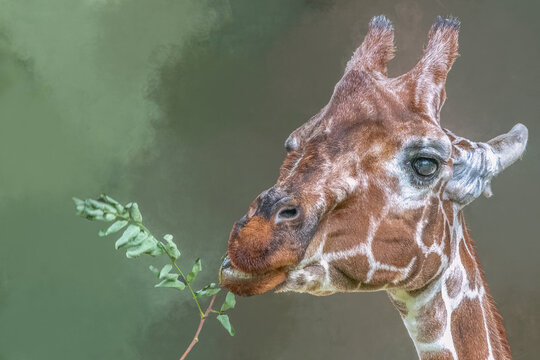 Reticulated giraffe eating green leaves close up portrait with soft natural lighting and neutral background