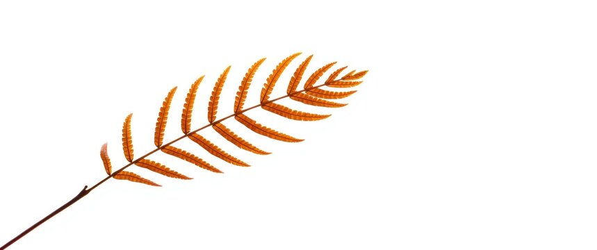 Orange fern leaf against a white background